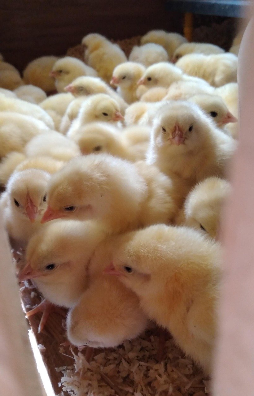 chicken, chicks, hatchlings, birds, animal, nature, poultry, animal, poultry, poultry, poultry, poultry, poultry
