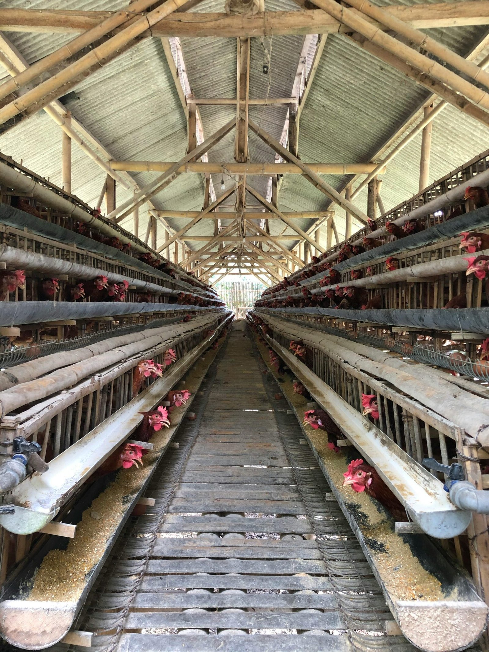 View of an organized chicken farm interior structure with multiple rows of hens in cages.